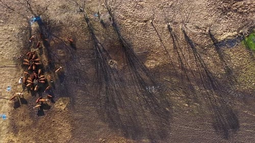 Aerial view of cows grazing on a green meadow, farm, herd of cows and heifers grazing in pasture