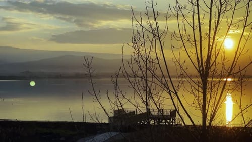 Dry Tree And Sea In Sunset Light 2
