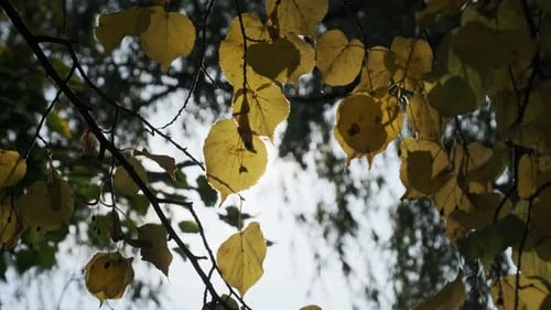 Follaje otoñal en la rama de un árbol contra el sol brillante en un parque de otoño