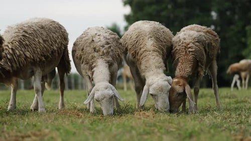 Schafe auf der Wiese fressen Gras