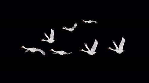 Wedge Flock of 7 White Swan Birds - Flying Transition - Front Side Angle MS CU - Alpha Channel - 4K