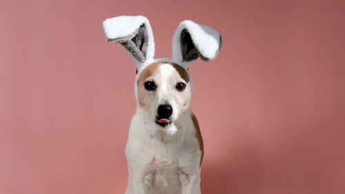 Cute Dog in Bunny Ears in Studio