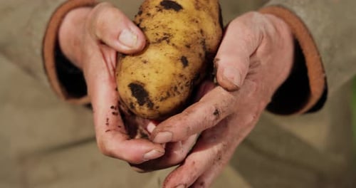 Hands Cleaning Potato After Harvest