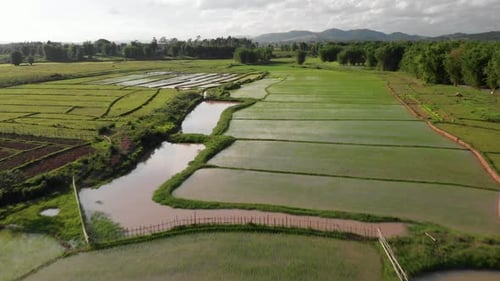 Imagens de 4K de voo sobre lindos campos de arroz em um vale sereno no Laos, sudeste da Ásia, com