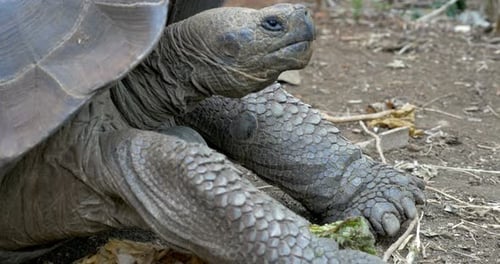 Galapagos Giant Turtle walking