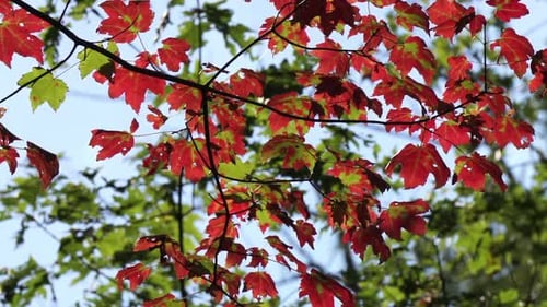 Autumn Red Leaves Swaying in the Gentle Breeze