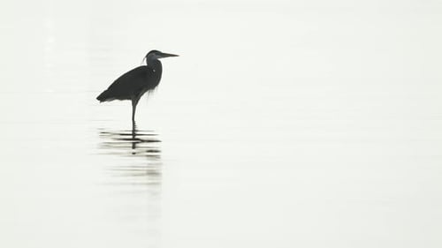 Great Blue Heron standing in shallow water