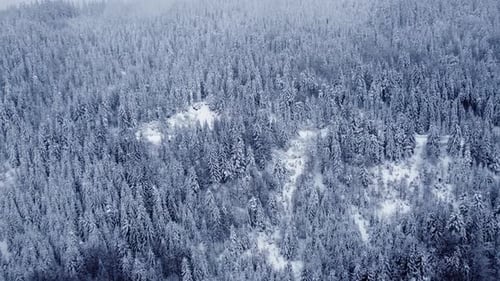 Winter Spruce Forest White Trees