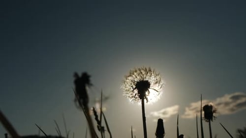 Nahaufnahme der Silhouette blühte schöner Löwenzahn im Hintergrund Sonne und blauer Himmel am Sommertag