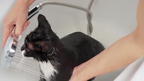 Black and White Cat Getting Rinsed in Bathtub