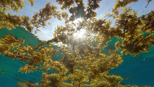 Des rayons de soleil éclatants traversent une couche d'algues flottantes sur un ciel bleu, rétroéclairé par le soleil