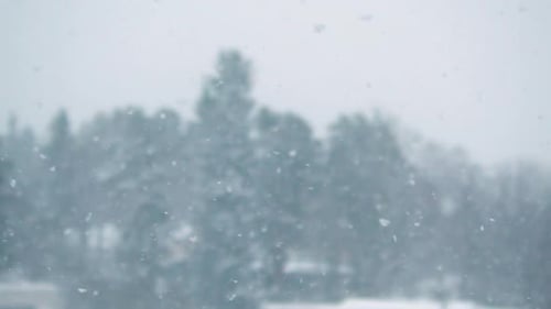 Fond d'hiver froid : des flocons de neige duveteux tombent sur des arbres défocalisés