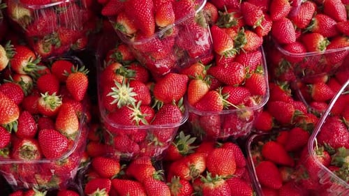 Fresh Red Strawberries in Containers