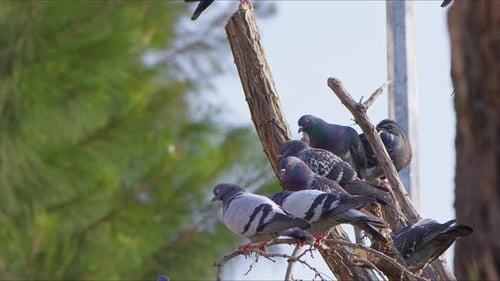 Tier Vogel Tauben Tauben auf Baum 4
