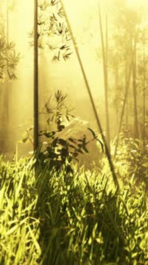 Lanscape of Bamboo Tree in Tropical Rainforest
