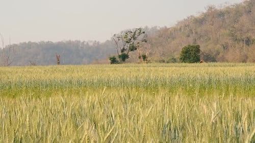 Woman walking and Turn around through barley field in a sunset light. Slow motion.
