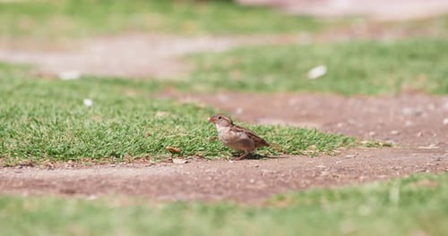 Brown Sparrow Foraging on Path in Rural Setting