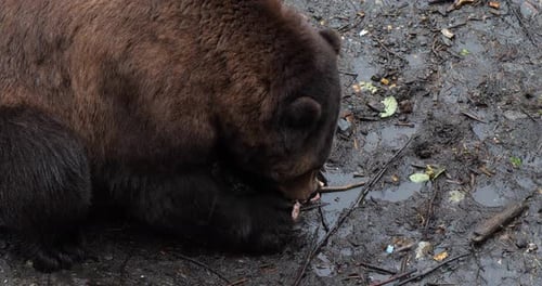 Brown bear eating salmon, Alaska