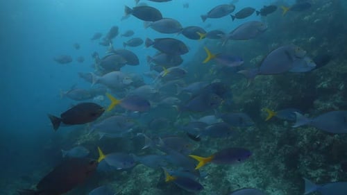 School of Surgeonfish Swimming on Coral Reef