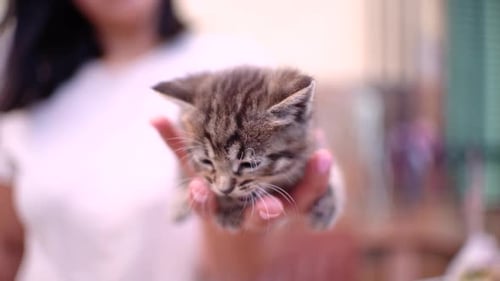 Süße kleine Katzenbabys halten das Porträt einer Frau an den Händen fest. Entzückendes Porträt neugeborener Kätzchen
.