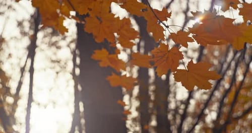 Autumn Leaves