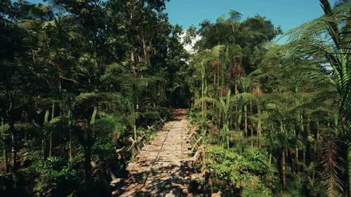 Lush Tropical Jungle Path Aerial Stock Footage