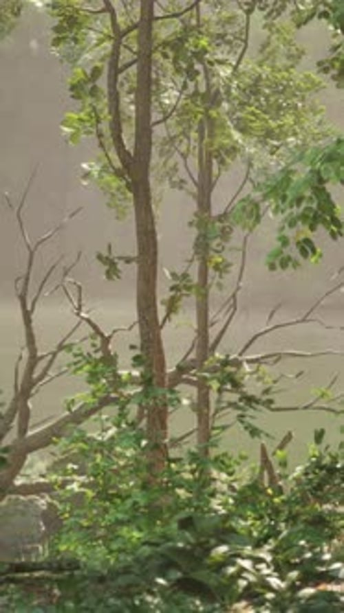 A View of a Body of Water Through Some Trees