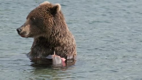 Brown Bear Eating Fish in Calm Water