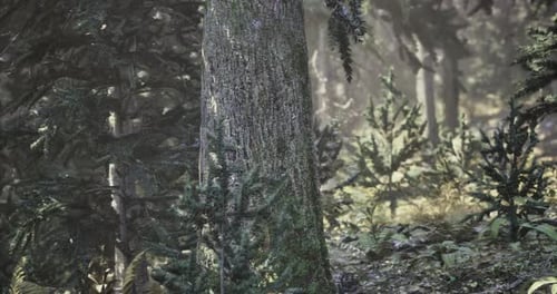 Mysterious Forest Landscape Bathed in Soft Sunlight Filtering Through Trees