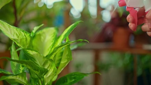 Spraying water on a healthy green plant