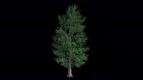 Alpha-Kanal „Pine In The Wind“, abspielbar