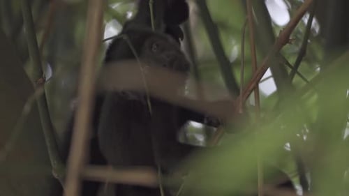 Erste Schritte zum Canopy: Der kleine Brüllaffe lernt in Chiapas das Klettern