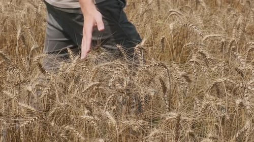 Man Walking Through Golden Wheat Field with Hand Touching Ripe Wheat Stalks During Harvest Season in