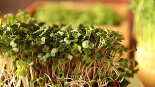 Close-up of Fresh Organic Microgreens Growing Indoors