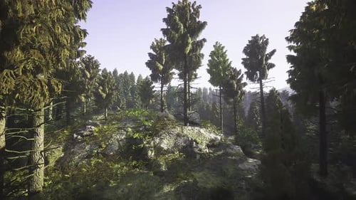 Journey Through a Dense Evergreen Forest Environment Animation