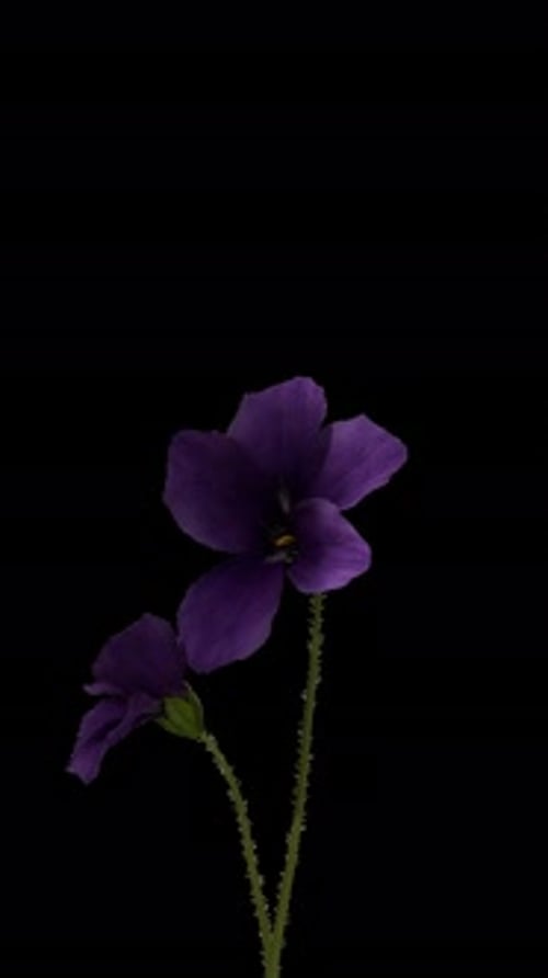 Purple Flowers Blooming Time Lapse On Black Background