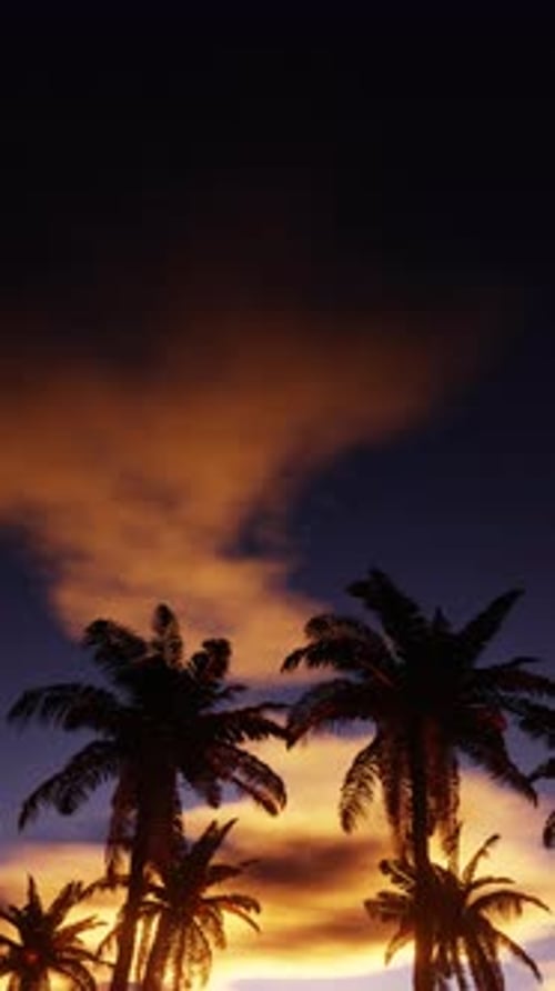 Vertikales Video, das sich bei Sonnenuntergang entlang eines Palmenwaldes bewegt, 3D-Animation, Seamless Loop