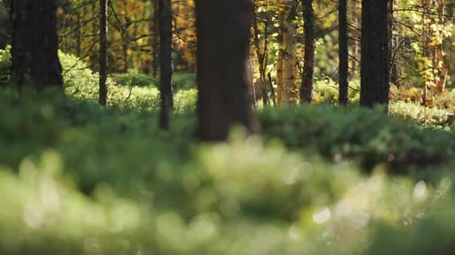 Eine magische Morgenszene im verzauberten, sonnenbeschienenen Herbstwald. Parallax-Video. Bokeh-Hintergrund.