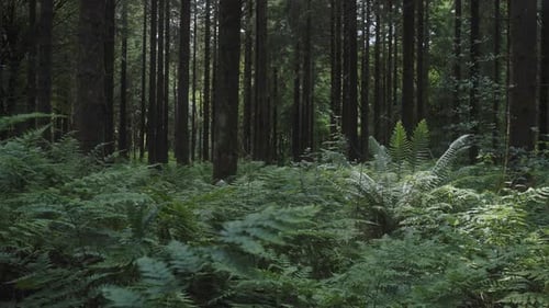 Helechos soplando con el viento en un denso bosque 4K