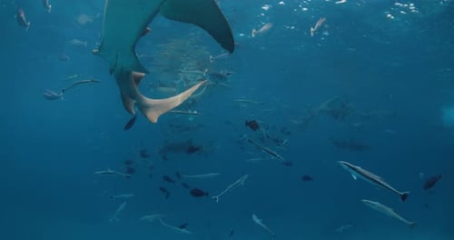 Tail Fin of Nurse Shark Underwater in Blue Ocean