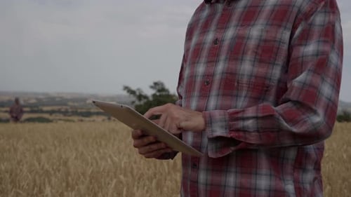 Digitization of Agriculture Industry Farmer Worker in Corn Field Using Tablet Wheat Crop Monitoring