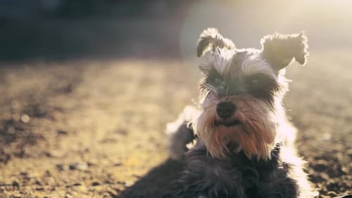 Une fusée, du vent et un chien en plein air au sol pour se détendre au grand air en tant qu'animal de compagnie