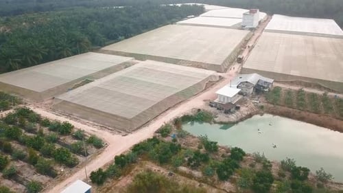 Vegetable Farm- Drone Shot 1