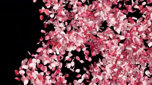 Rosenblüten-Übergang 4k