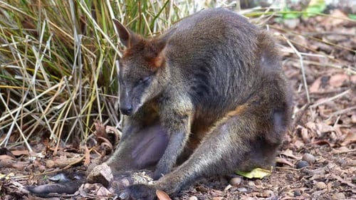 Nahaufnahme eines Sumpfwallabys (Wallabia bicolor) sitzt und ruht in gebeugter Position auf dem