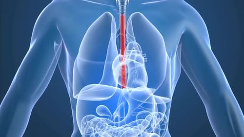 Human body anatomy showing digestive system in blue transparent view