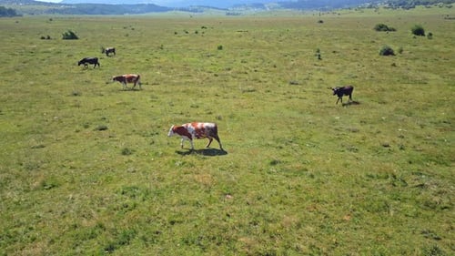 Luftbild der Kuhherde
