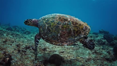 Turtle swims in the sea underwater