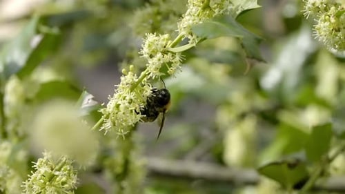 Zimmermannsbiene besucht die weiße Buttonbuschblume bei Tageslicht