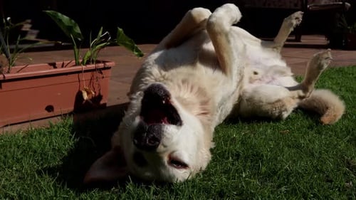 Happy Dog Rolling on Green Grass on Sunny Day